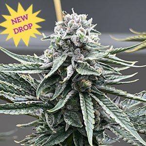 Mosca Seeds - Watermelon Zaza S1 Feminised Seeds - 6