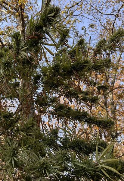 Alter Ego Genetics Acapulco Gold cannabis seeds. Picture of one grown out doors and it is huge.