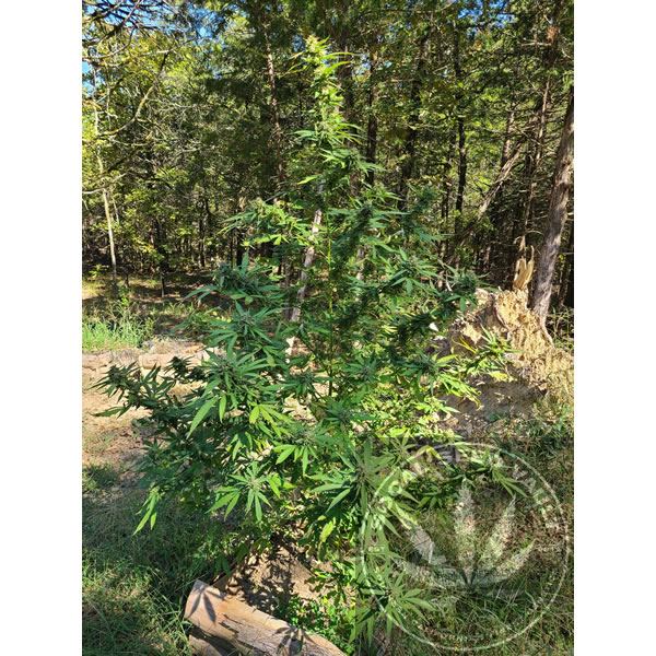 Maui Waui Strain by Nirvana Seeds