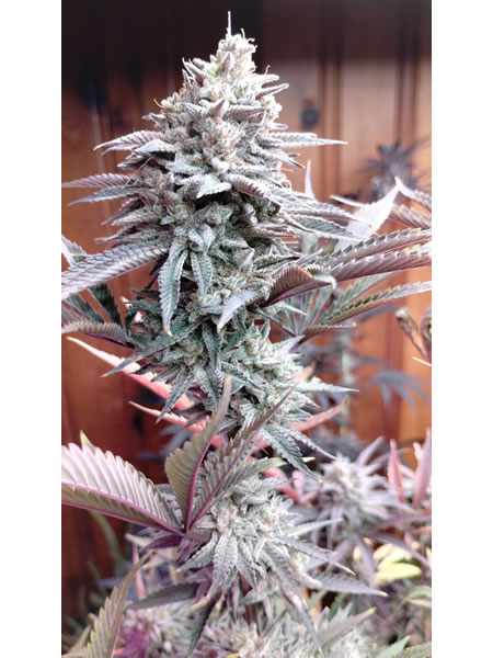 BOG Boggle x BOG Sour Bubble picture of the white encrusted buds