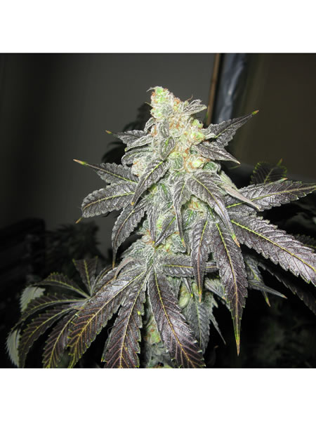 Sharkys Pineapple Chakra Feminized cannabis seeds picture of them grown out
