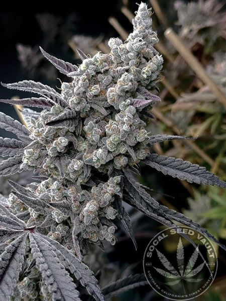 Pineapple Pucker by SolFire Gardens fully grown out plant. Cannabis plant that was grown from Seeds
