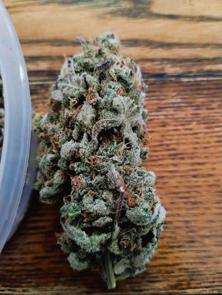 Sharkys Genetics Old School Blackberry Feminized Cannabis Seeds