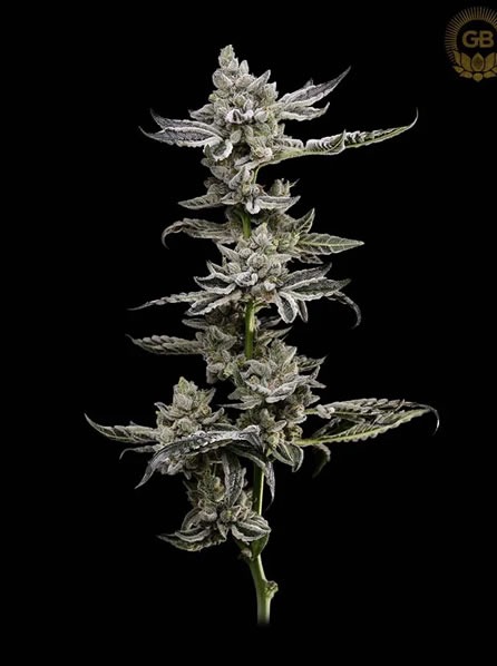Green Bodhi Platinum Affie