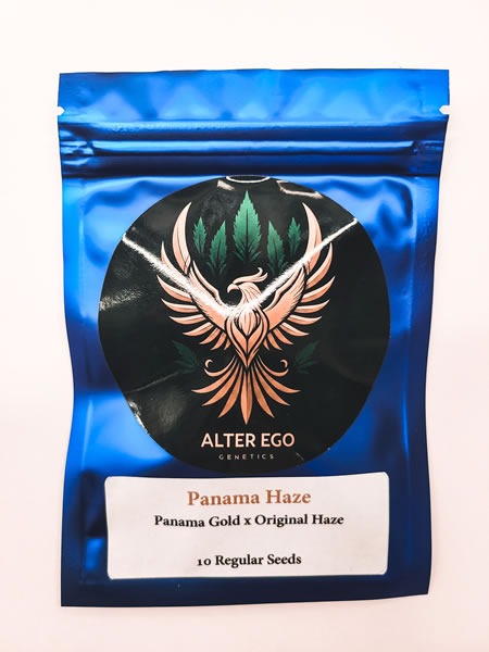 Panama Haze - Panama Gold x Original Haze by Alter Ego Genetics