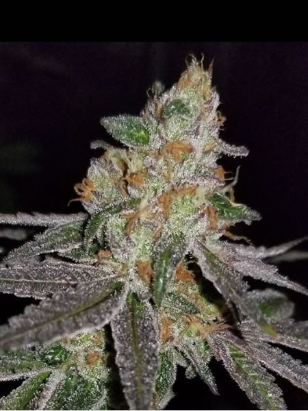 Candyland_F2_By_Alter_Ego_Genetics Picture of a pack of Candyland F2 by Alter Ego Genetics
