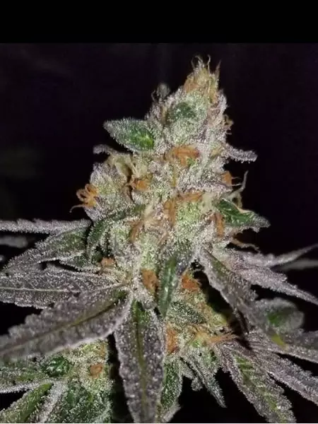 Candyland_F2_By_Alter_Ego_Genetics Picture of a pack of Candyland F2 by Alter Ego Genetics